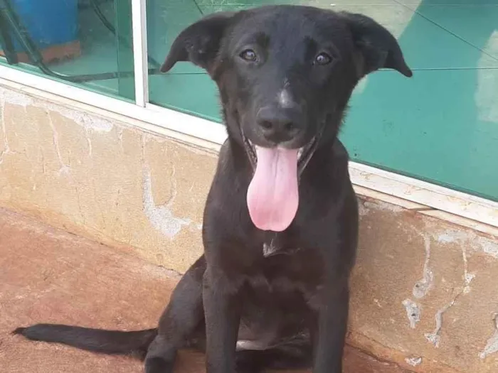 Cachorro ra a SRD-ViraLata idade 2 a 6 meses nome KIARA