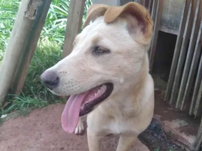 Cachorro ra a SRD-ViraLata idade 2 a 6 meses nome MEL