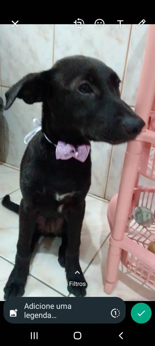 Cachorro ra a Vira lata  idade 7 a 11 meses nome Aurora 