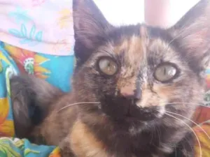 Gato raça SRD-ViraLata idade 2 a 6 meses nome Dora