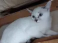 Molica