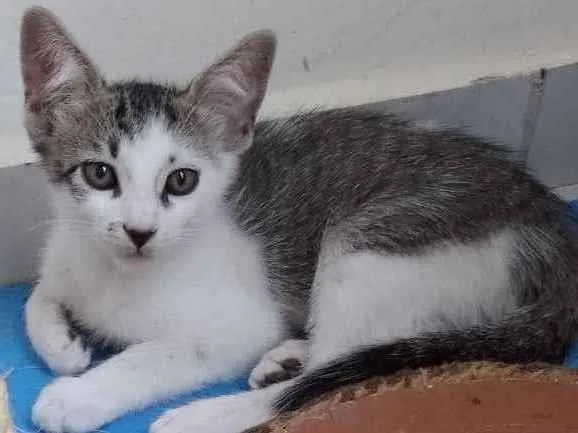 Gato raça Srd idade 2 a 6 meses nome Riquinho