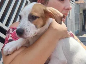 Cachorro raça SRD-ViraLata idade 2 a 6 meses nome Pipino