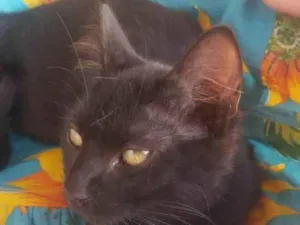 Gato raça SRD-ViraLata idade 2 a 6 meses nome Taz