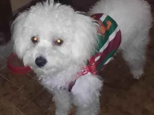 Cachorro raça Poodle idade 1 ano nome Luffy