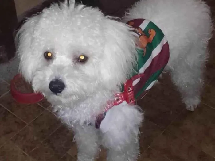 Cachorro ra a Poodle idade 1 ano nome Luffy