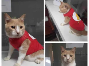 Gato raça SRD-ViraLata idade 2 anos nome Fred ADOTADO