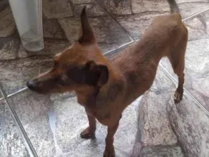 Cachorro raça Pinscher idade 3 anos nome Gustavo 