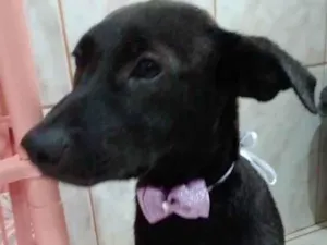 Cachorro raça Vira lata  idade 7 a 11 meses nome Aurora 