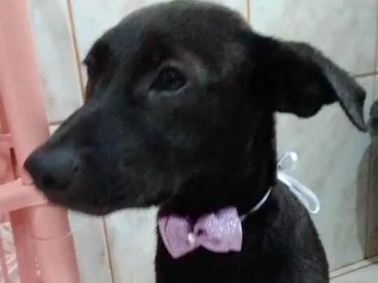 Cachorro ra a Vira lata  idade 7 a 11 meses nome Aurora 