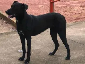 Cachorro raça SRD-ViraLata idade 7 a 11 meses nome Valentina