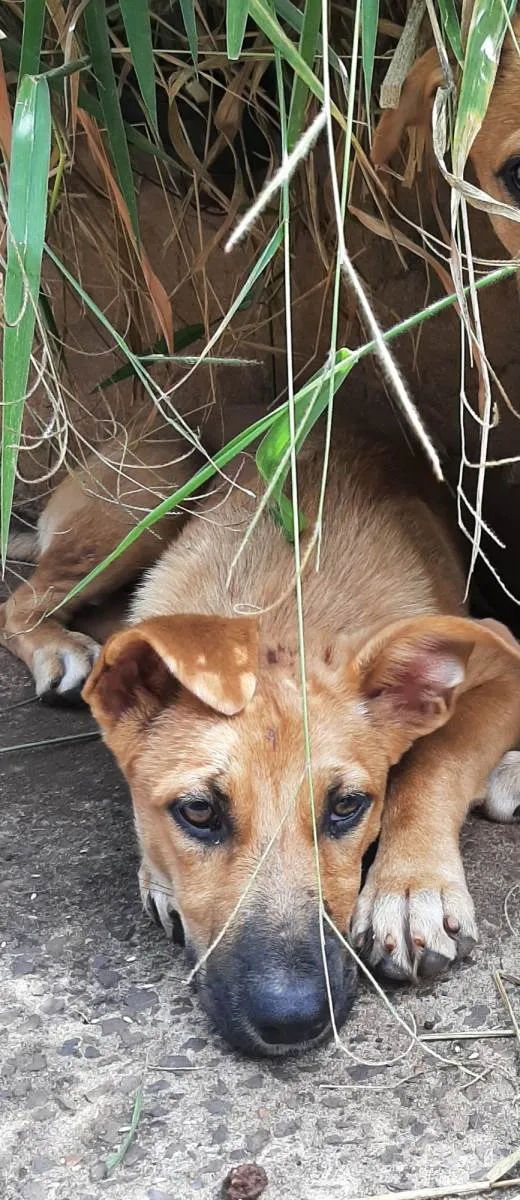 Cachorro ra a SRD-ViraLata idade 2 a 6 meses nome AYLA