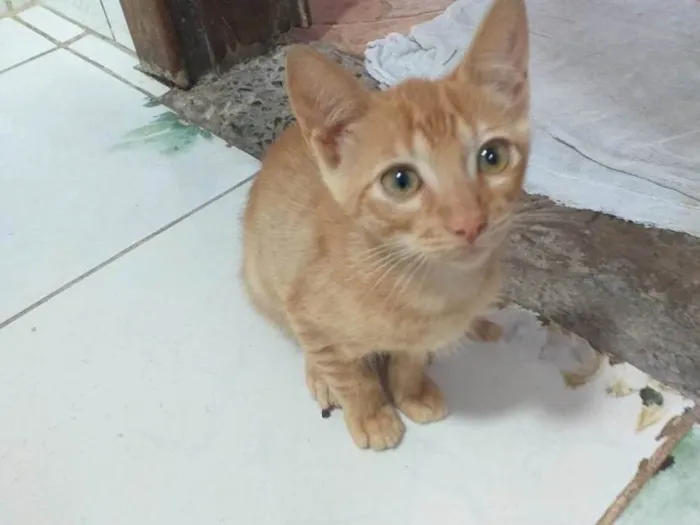 Gato ra a SRD-ViraLata idade 2 a 6 meses nome -