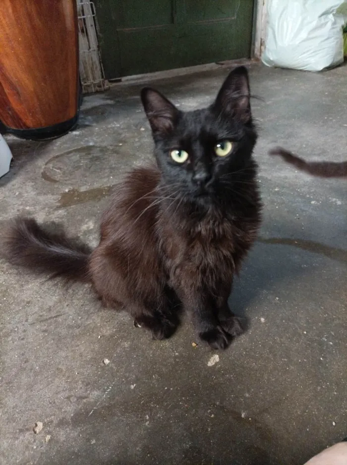 Gato raça Sem raca idade 2 a 6 meses nome Morgana