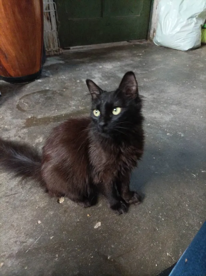 Gato raça Sem raca idade 2 a 6 meses nome Morgana