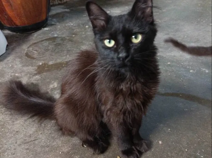 Gato raça Sem raca idade 2 a 6 meses nome Morgana