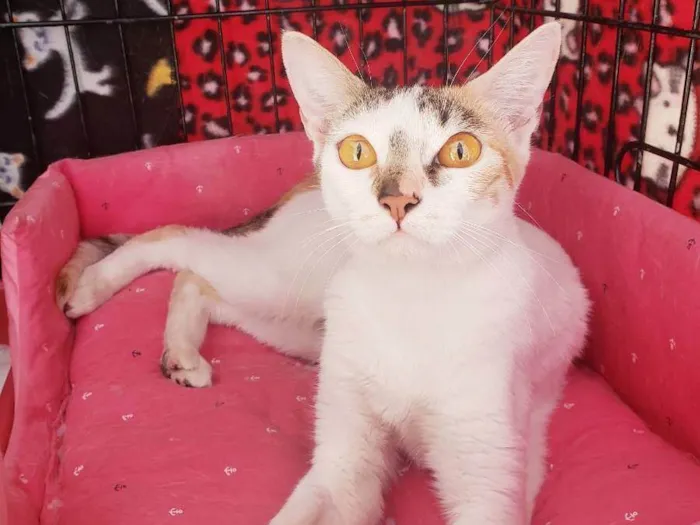 Gato ra a Srd  idade 3 anos nome Madhu