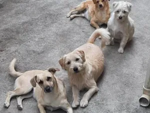 Cachorro raça  idade 5 anos nome Rahf