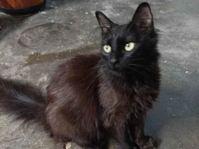 Gato raça Sem raca idade 2 a 6 meses nome Morgana