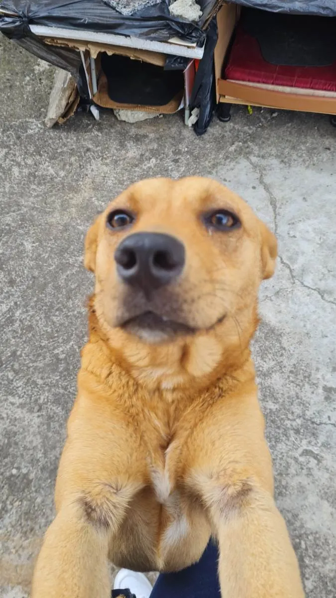 Cachorro ra a SRD-ViraLata idade 1 ano nome Boaz