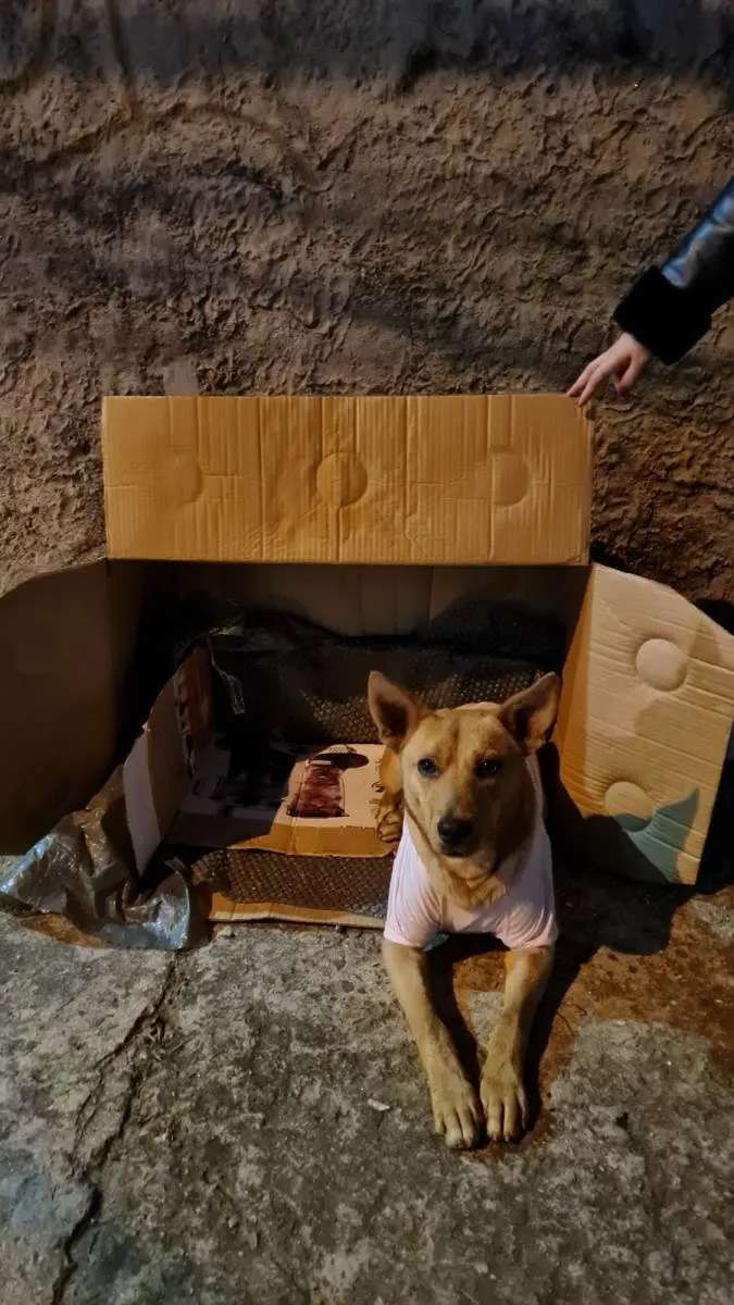 Cachorro ra a SRD-ViraLata idade 1 ano nome Boaz