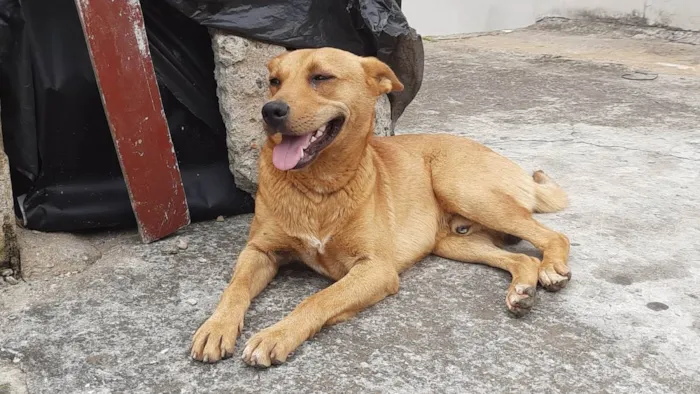 Cachorro ra a SRD-ViraLata idade 1 ano nome Boaz