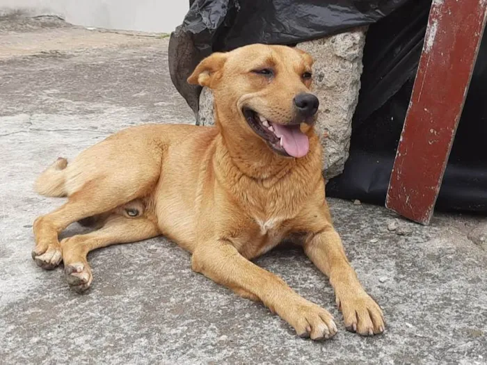 Cachorro ra a SRD-ViraLata idade 1 ano nome Boaz