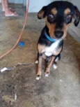 Picolé