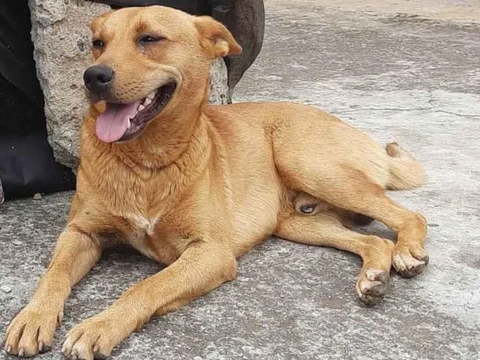 Cachorro ra a SRD-ViraLata idade 1 ano nome Boaz