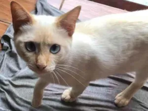 Gato raça  idade 7 a 11 meses nome Inojin