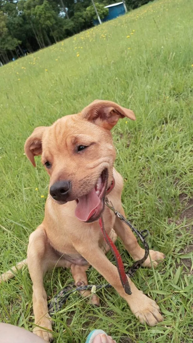 Cachorro ra a SRD-ViraLata idade 2 a 6 meses nome Paçoca 