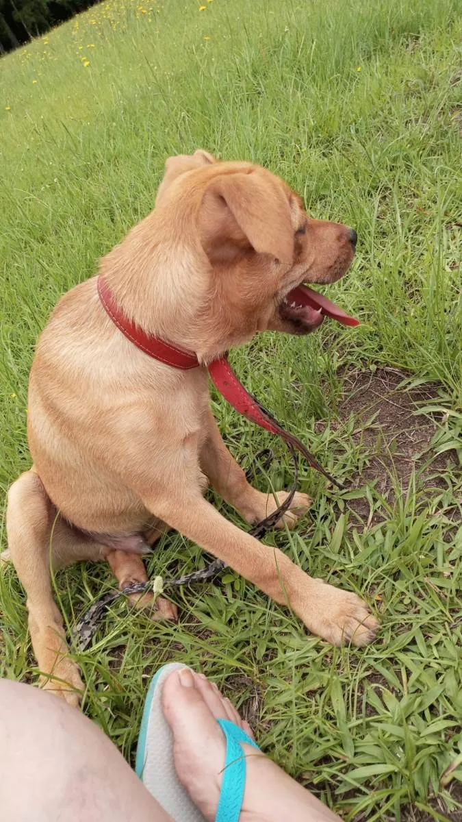 Cachorro ra a SRD-ViraLata idade 2 a 6 meses nome Paçoca 