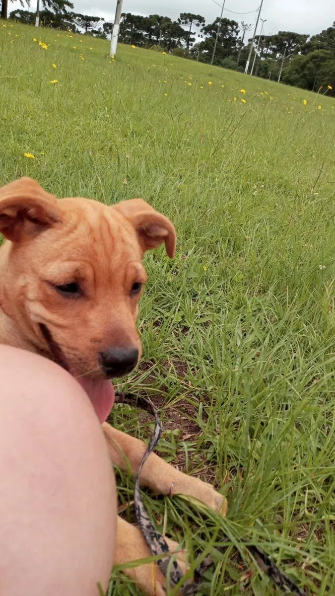 Cachorro ra a SRD-ViraLata idade 2 a 6 meses nome Paçoca 