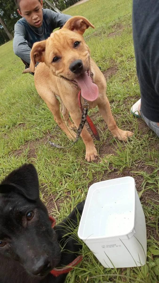 Cachorro ra a SRD-ViraLata idade 2 a 6 meses nome Paçoca 