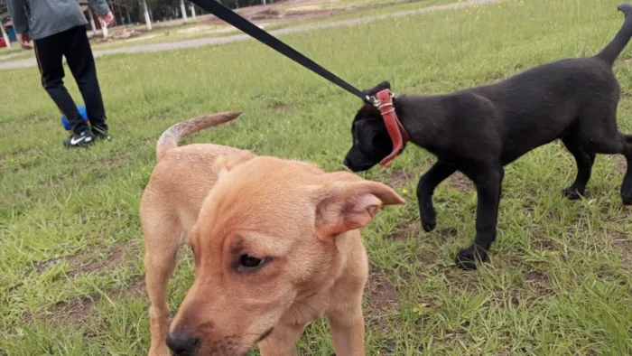 Cachorro ra a SRD-ViraLata idade 2 a 6 meses nome Paçoca 