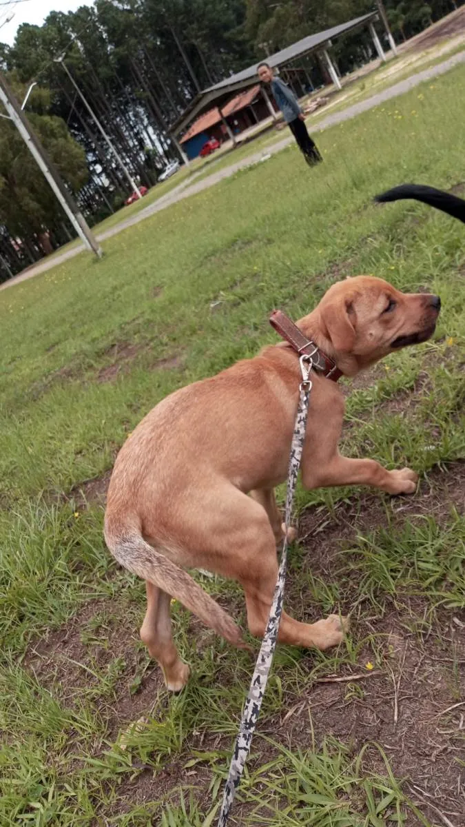 Cachorro ra a SRD-ViraLata idade 2 a 6 meses nome Paçoca 