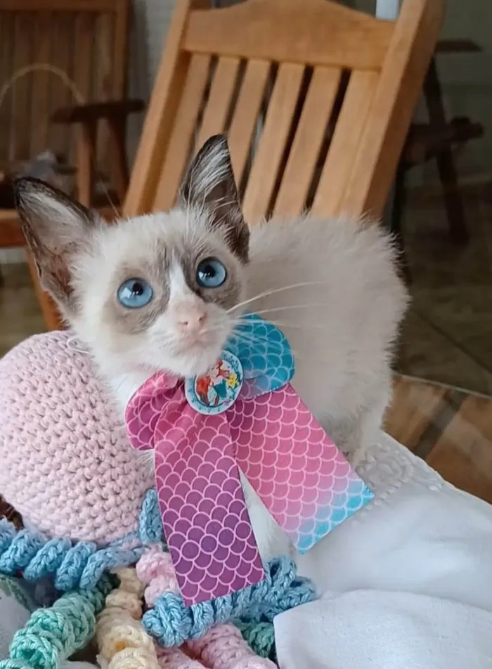 Gato raça SRD-ViraLata idade 2 a 6 meses nome Anne