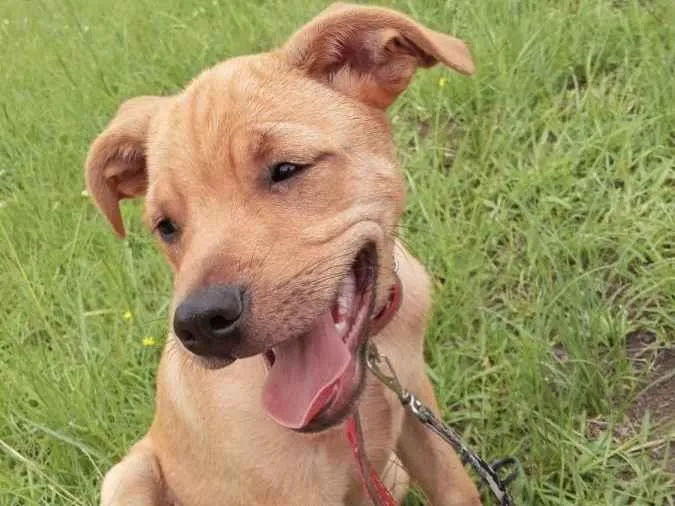 Cachorro ra a SRD-ViraLata idade 2 a 6 meses nome Paçoca 