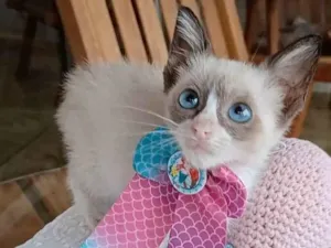 Gato raça SRD-ViraLata idade 2 a 6 meses nome Anne