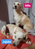 Cachorro raça Sem raça  idade 1 ano nome Mila