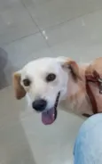 Cachorro raça Sem raça  idade 1 ano nome Mila