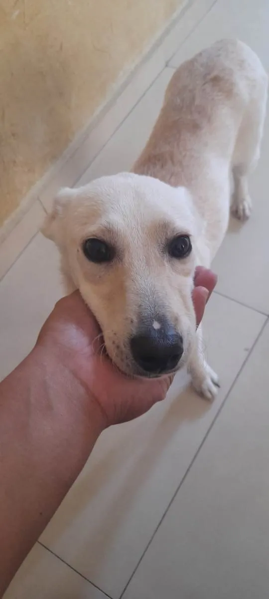 Cachorro ra a Askal idade 7 a 11 meses nome Bingo