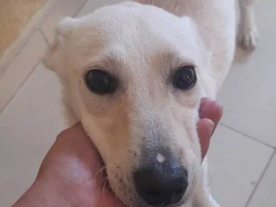 Cachorro ra a Askal idade 7 a 11 meses nome Bingo