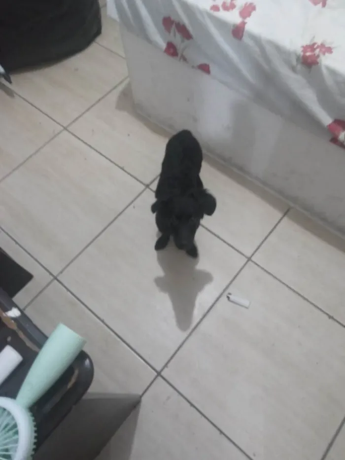 Cachorro ra a Malteis idade Abaixo de 2 meses nome Bobe