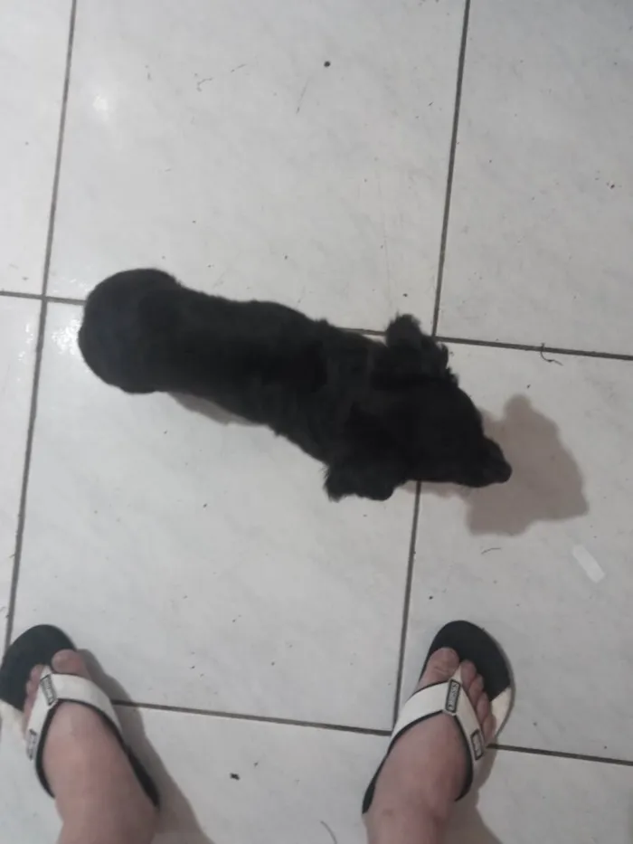 Cachorro ra a Malteis idade Abaixo de 2 meses nome Bobe