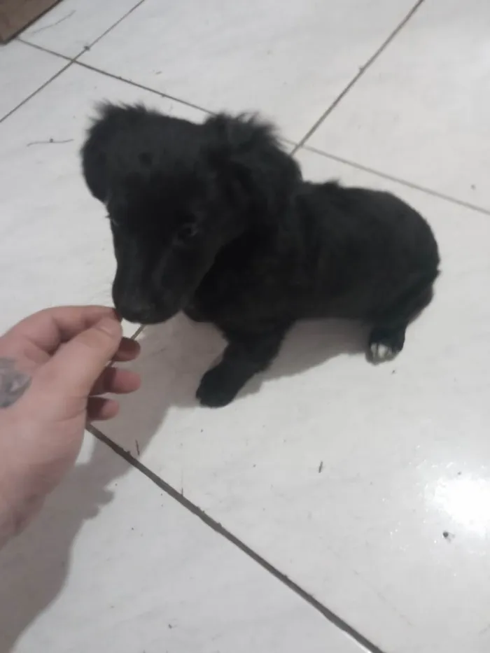 Cachorro ra a Malteis idade Abaixo de 2 meses nome Bobe