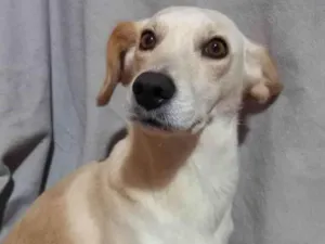 Cachorro raça Sem raça  idade 1 ano nome Mila