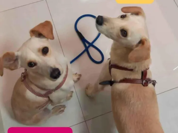 Cachorro raça SRD-ViraLata idade 2 anos nome Jujuba