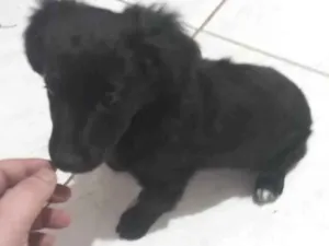 Cachorro raça Malteis idade Abaixo de 2 meses nome Bobe