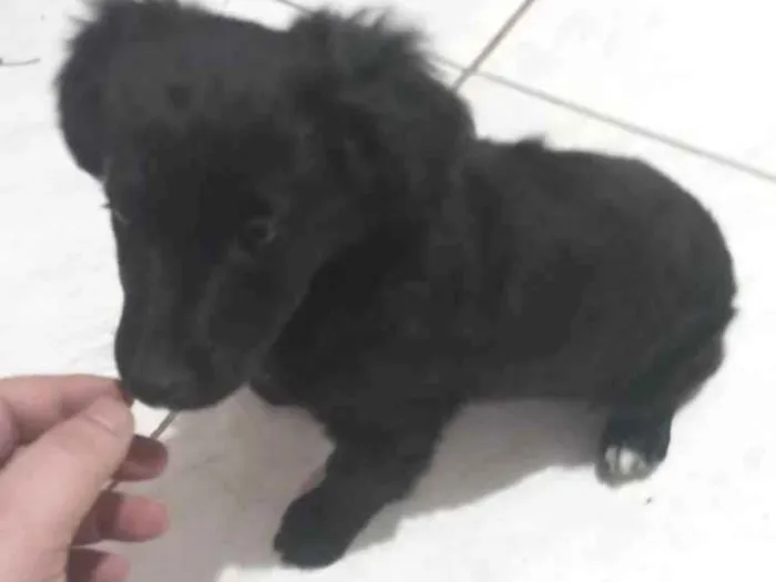 Cachorro ra a Malteis idade Abaixo de 2 meses nome Bobe